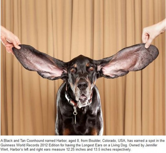 A Black and Tan Coonhound A Black and Tan Coonhound