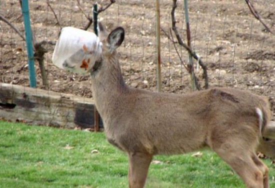 Incidents with Animals Incidents with Animals