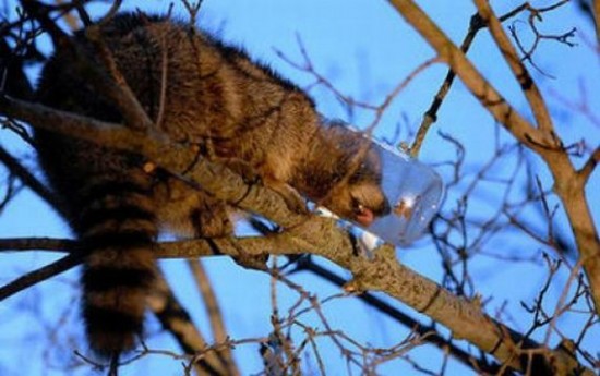 Incidents with Animals Incidents with Animals
