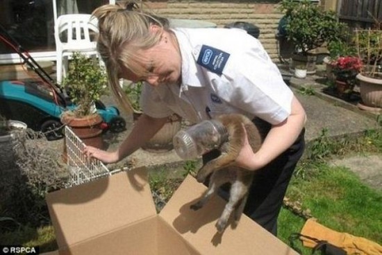 Incidents with Animals Incidents with Animals