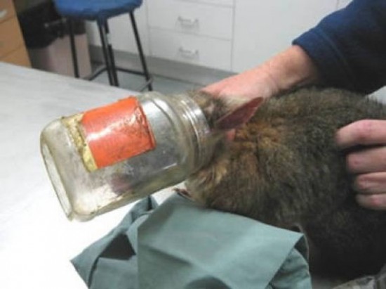Incidents with Animals Incidents with Animals