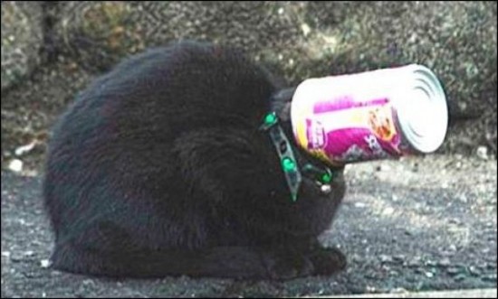Incidents with Animals Incidents with Animals