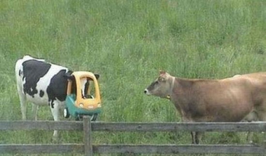 Incidents with Animals Incidents with Animals