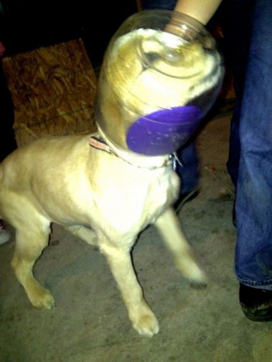 Incidents with Animals Incidents with Animals