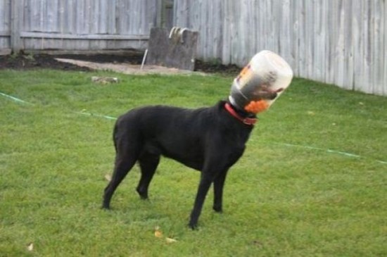Incidents with Animals Incidents with Animals