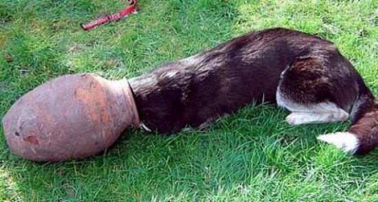 Incidents with Animals Incidents with Animals