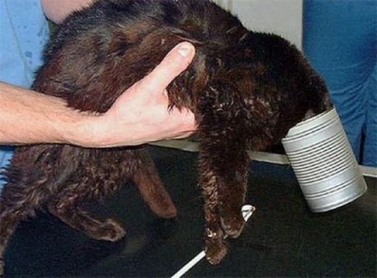 Incidents with Animals Incidents with Animals