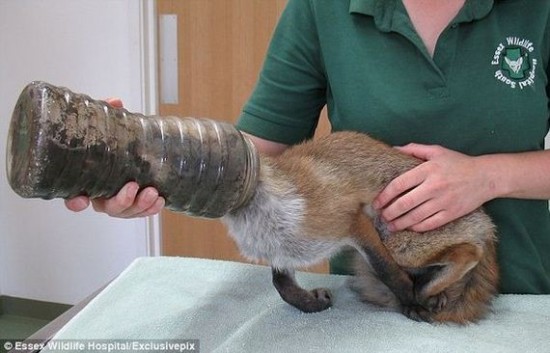 Incidents with Animals Incidents with Animals