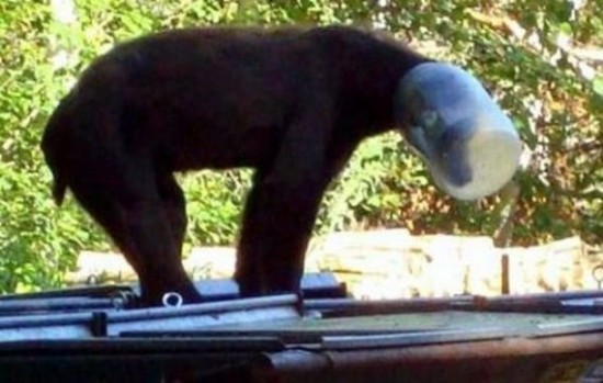 Incidents with Animals Incidents with Animals