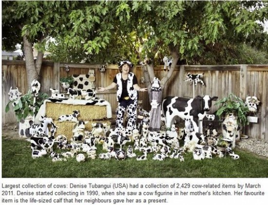Largest collection of Cows Largest collection of Cows