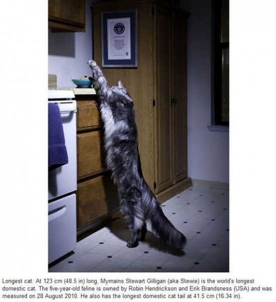 Longest Cat Longest Cat