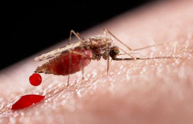 Zika